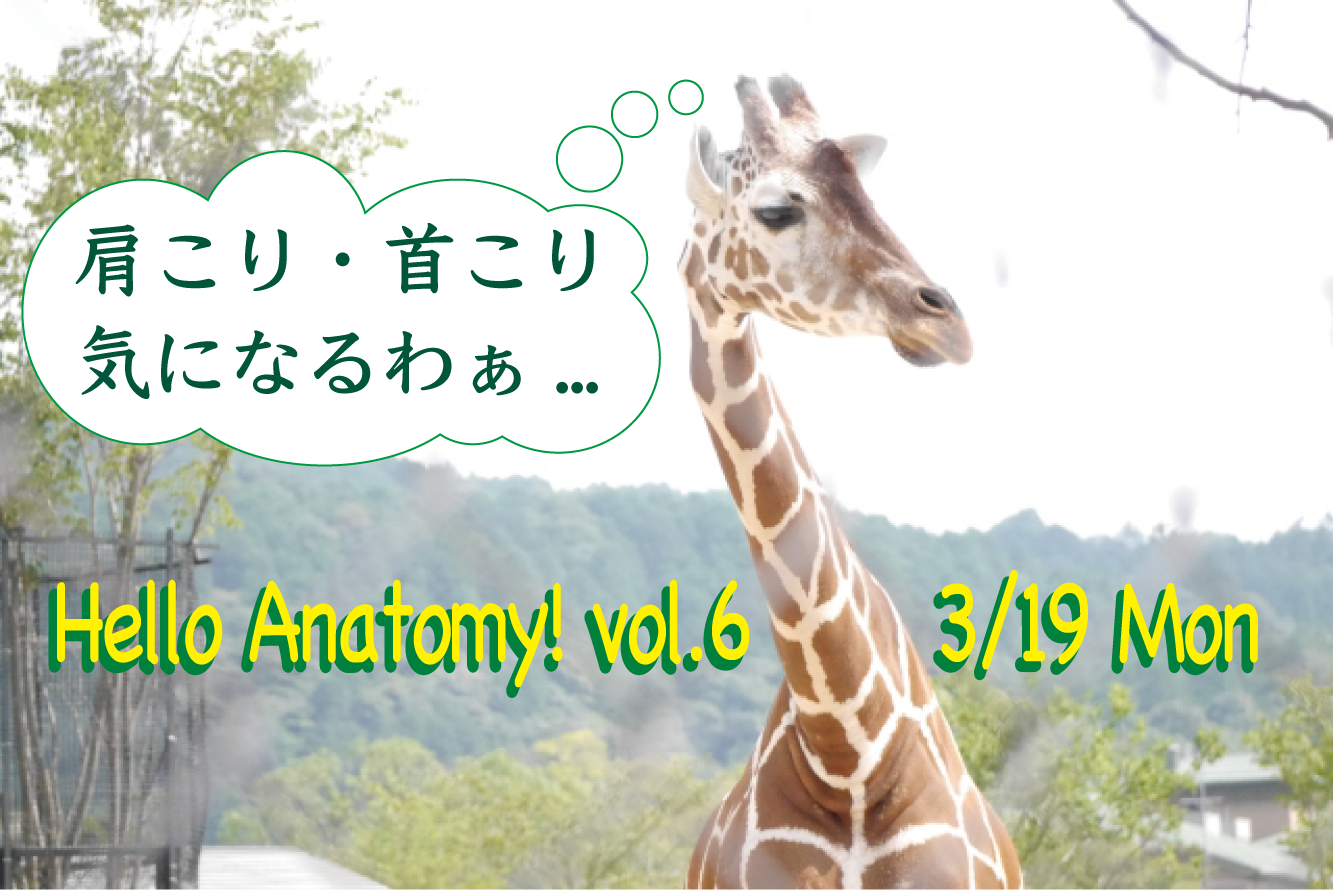 3/19 開催 Hello Anatomy! vol.6＜肩こり・首こり＞