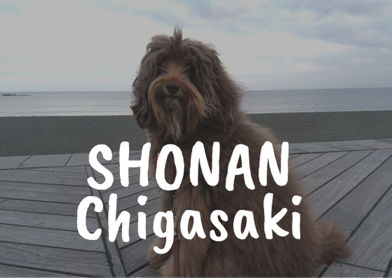 犬とお出かけ・湘南 茅ヶ崎エリア